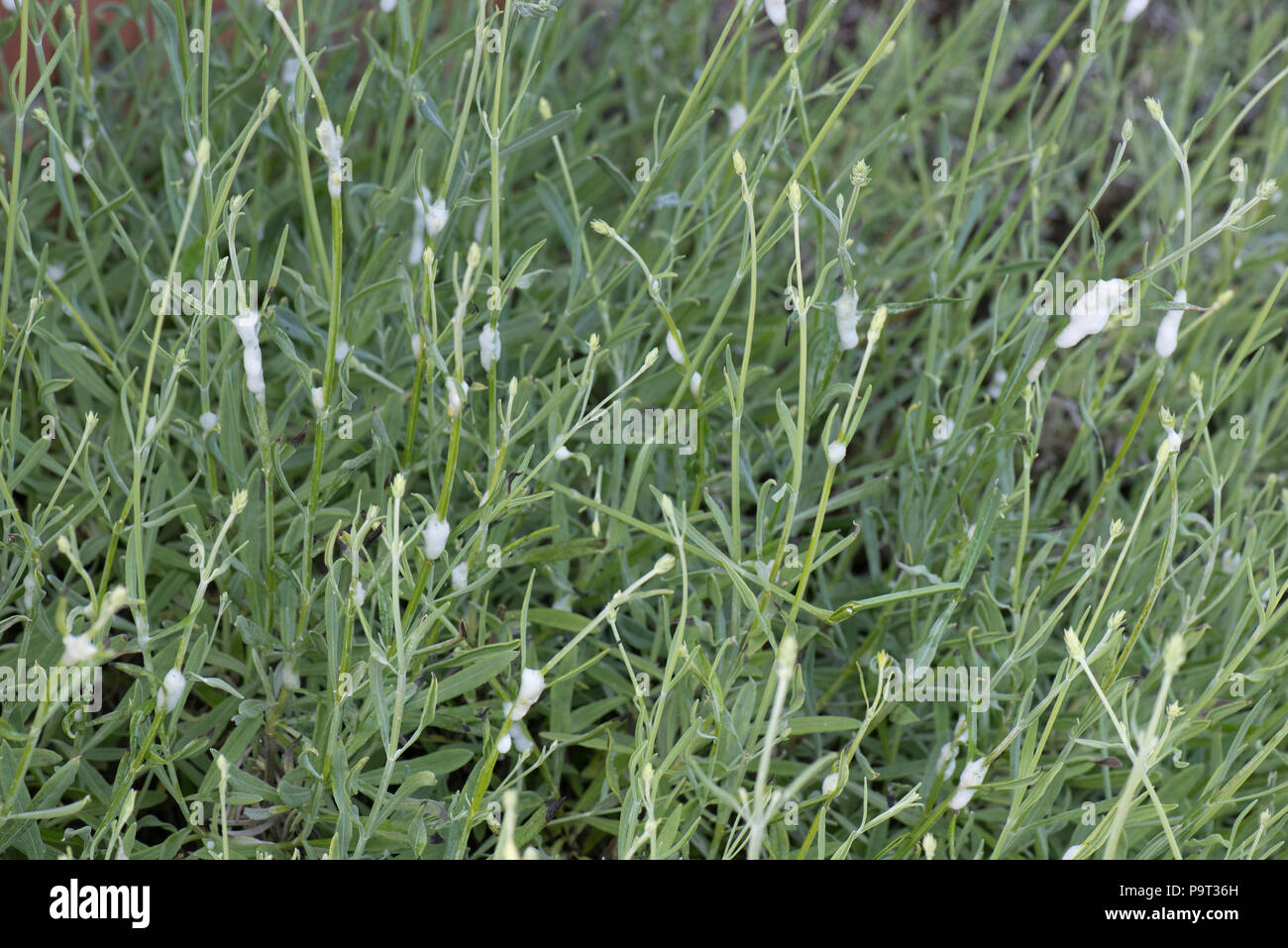 Cuckoo spit du vert prairie ou froghopper Philaenus spumarius, tiges, sur la lavande, Berkshire, juin Banque D'Images