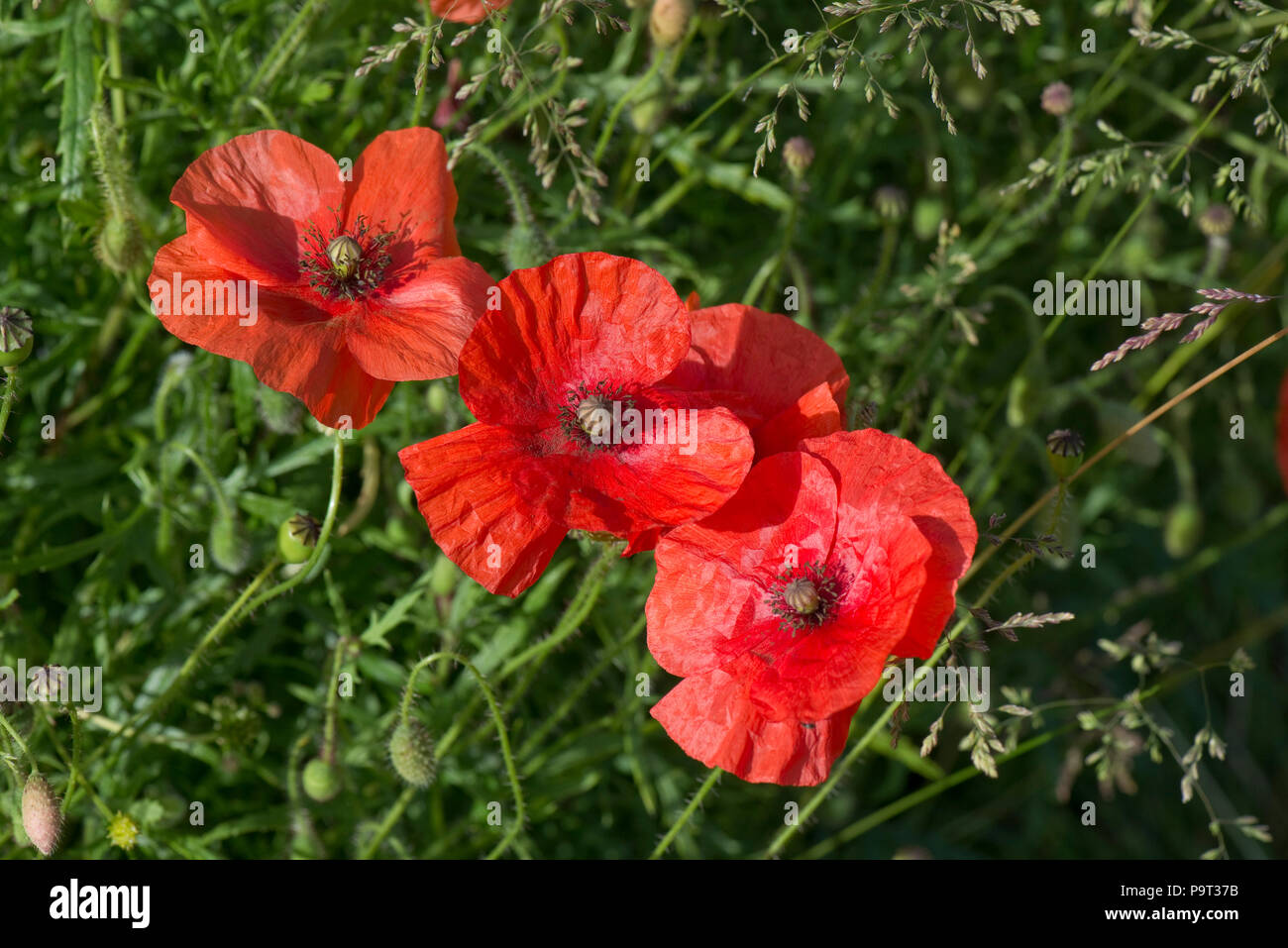 Fleurs rouge écarlate de pavot, Papaver dubium dirigés, en été, dans le Berkshire, juin Banque D'Images