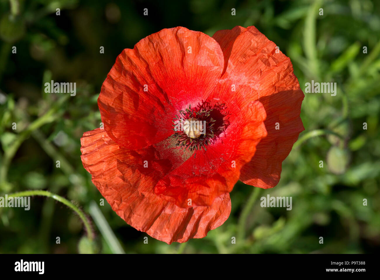 Fleurs rouge écarlate de pavot, Papaver dubium dirigés, en été, dans le Berkshire, juin Banque D'Images