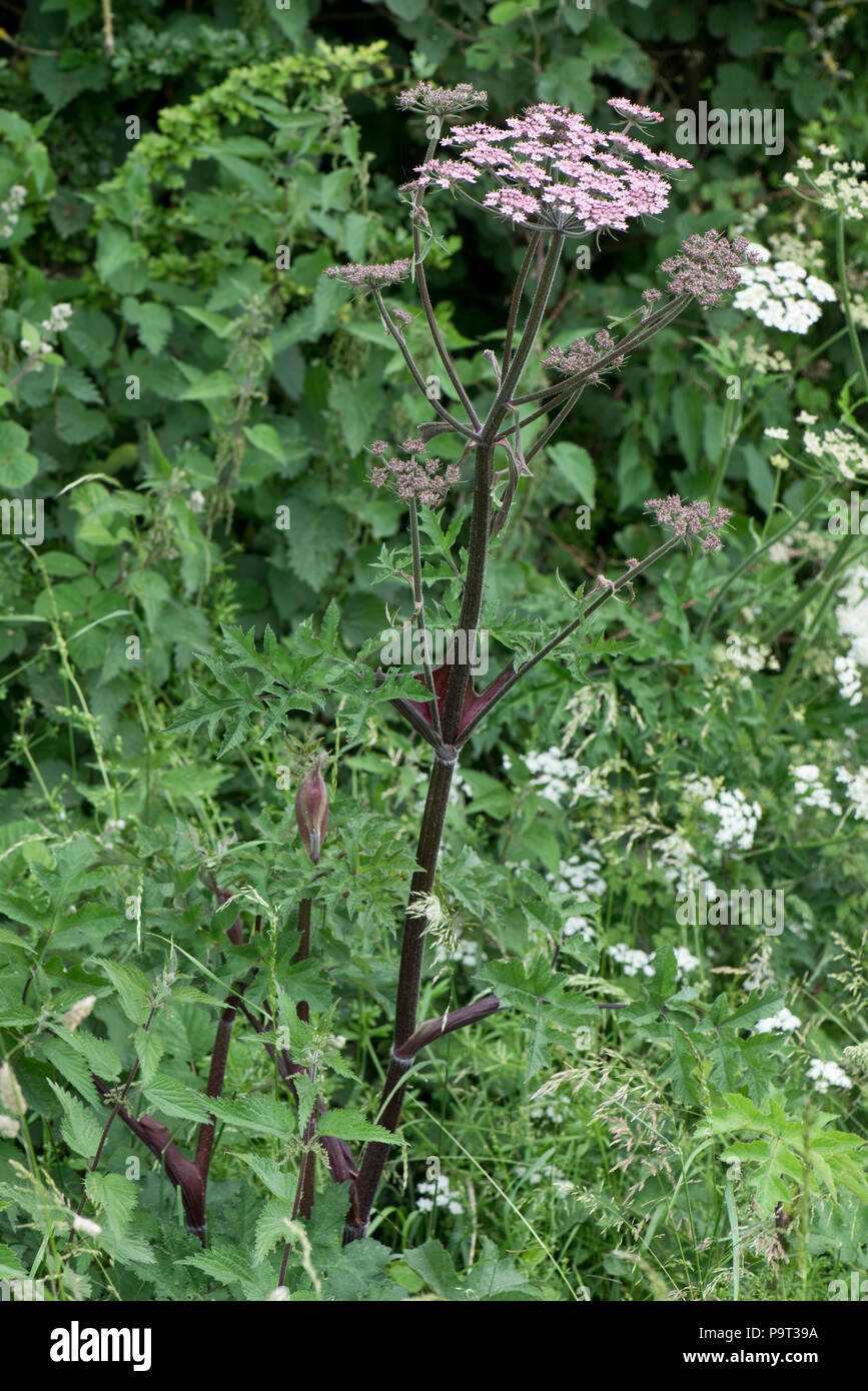 Berce du Caucase, Heracleum sphondylium, avec tiges d'un rouge profond urple et rose fleur ombelle, Berkshire, juin Banque D'Images