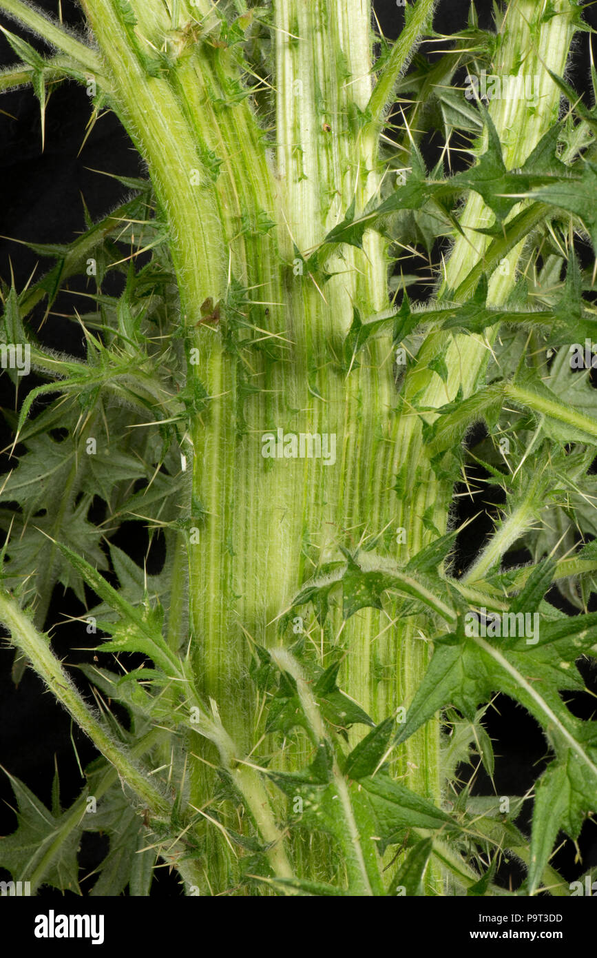 Aplatissement de la tige 'fasciation' sur une lance, chardon Cirsium vulgare, plante à fleurs, Berkshire, juin Banque D'Images