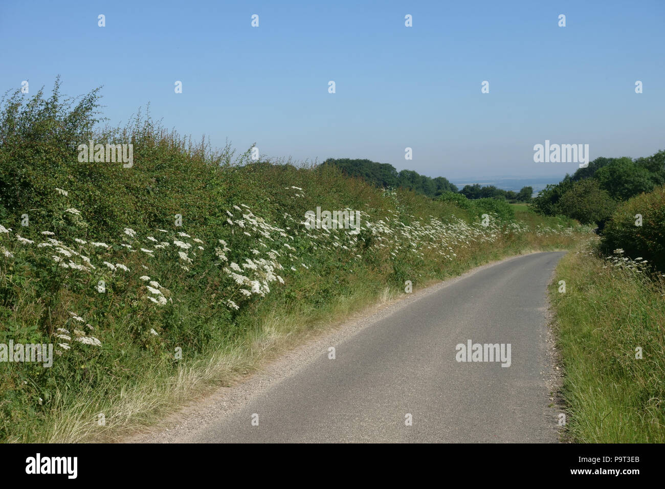 Berce du Caucase, Heracleum sphondylium, remplacement cow parsley en bordure d'un point en plein été, Berkshire, juin Banque D'Images