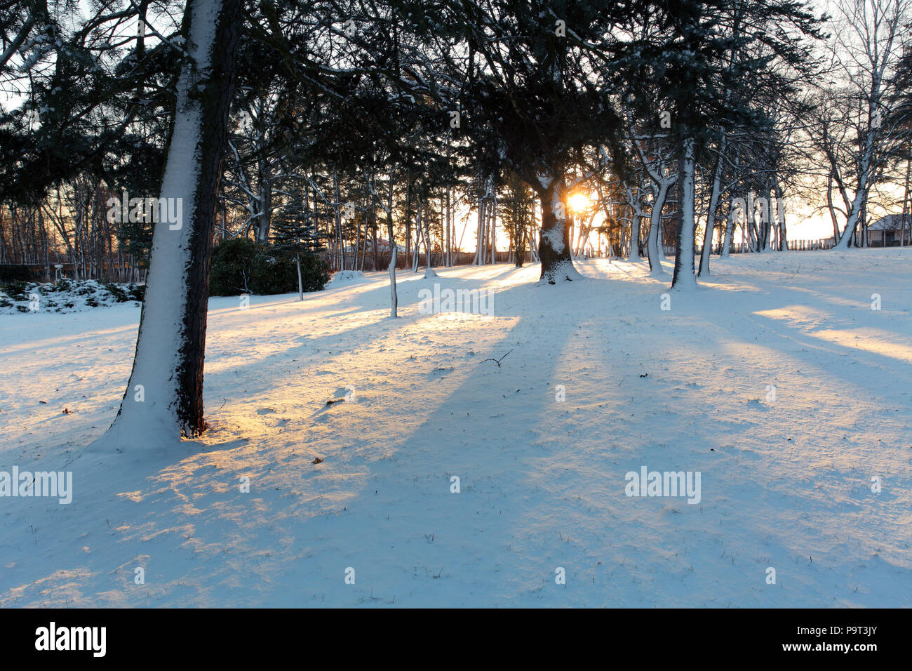 Au coucher du soleil d'hiver forêt Banque D'Images