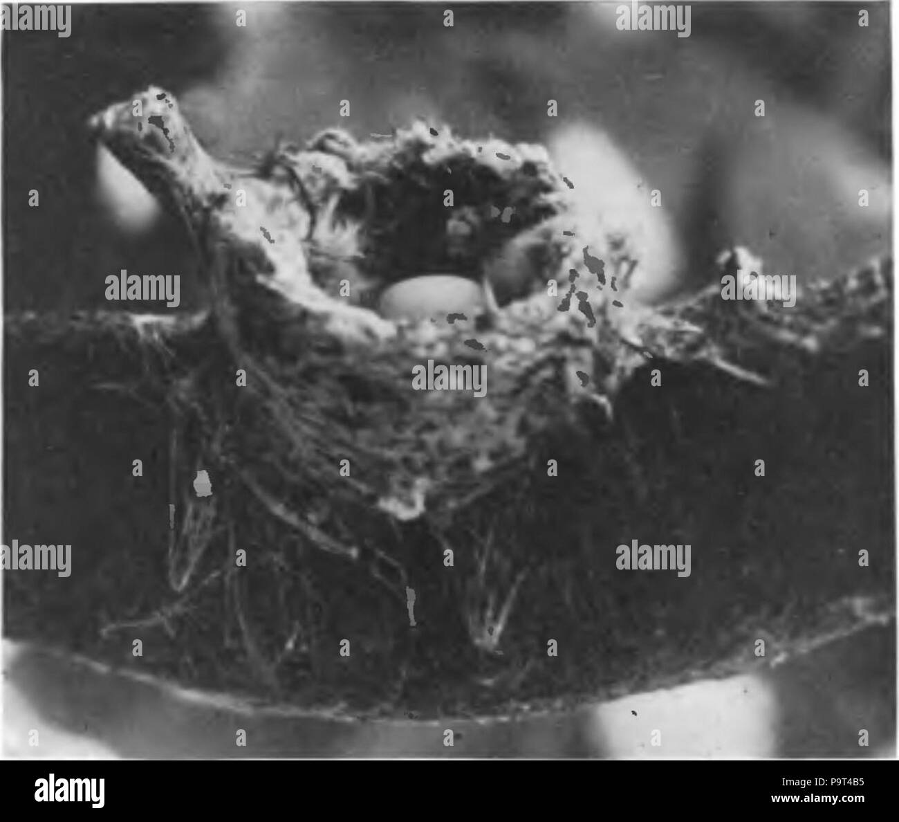 268 Calypte costae nest -Le Condor -46 Banque D'Images