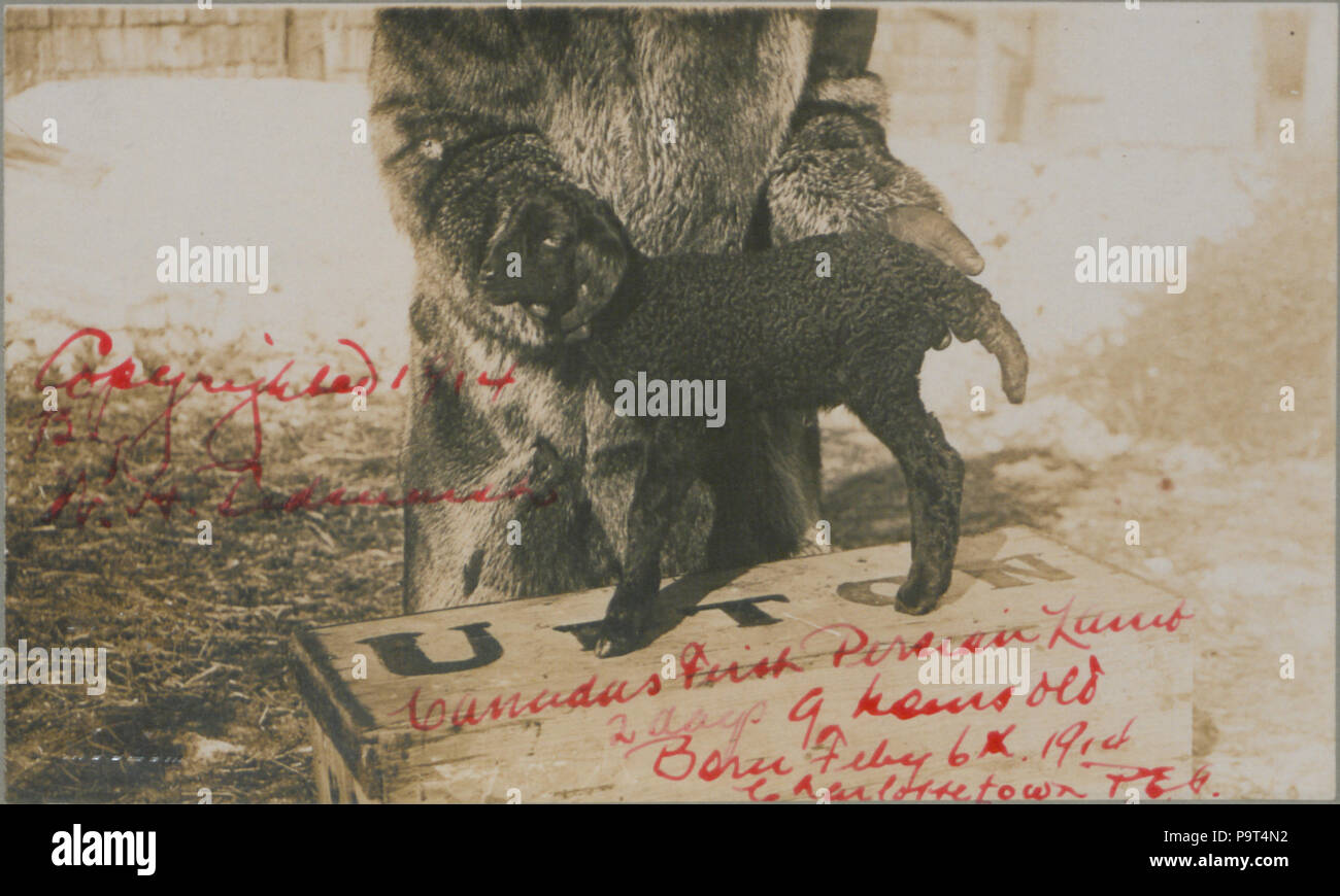 272 Le premier agneau Persan (2 jours, 9 heures) (HS85-10-28482) Banque D'Images