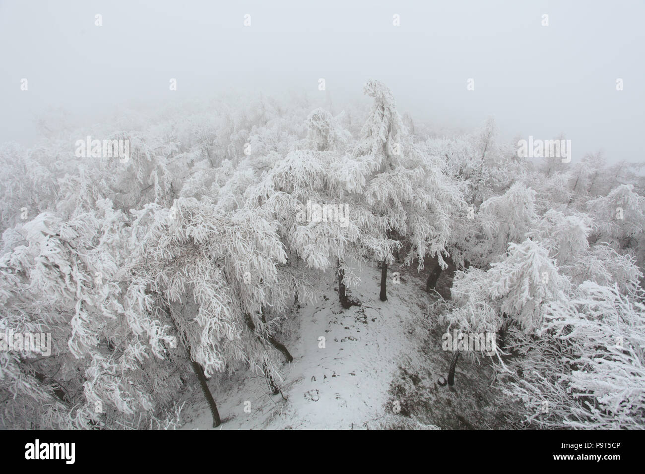 Forêt de brouillard d'hiver à Banque D'Images