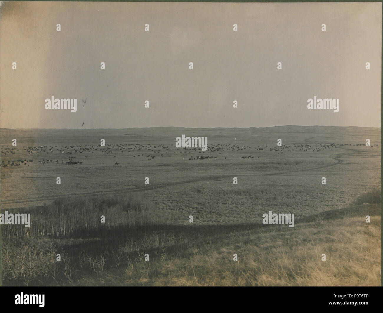 Bovins 290 round up, Big Valley, près de Stettler (Alberta) UNE PHOTO (HS85-10-23716A) Banque D'Images