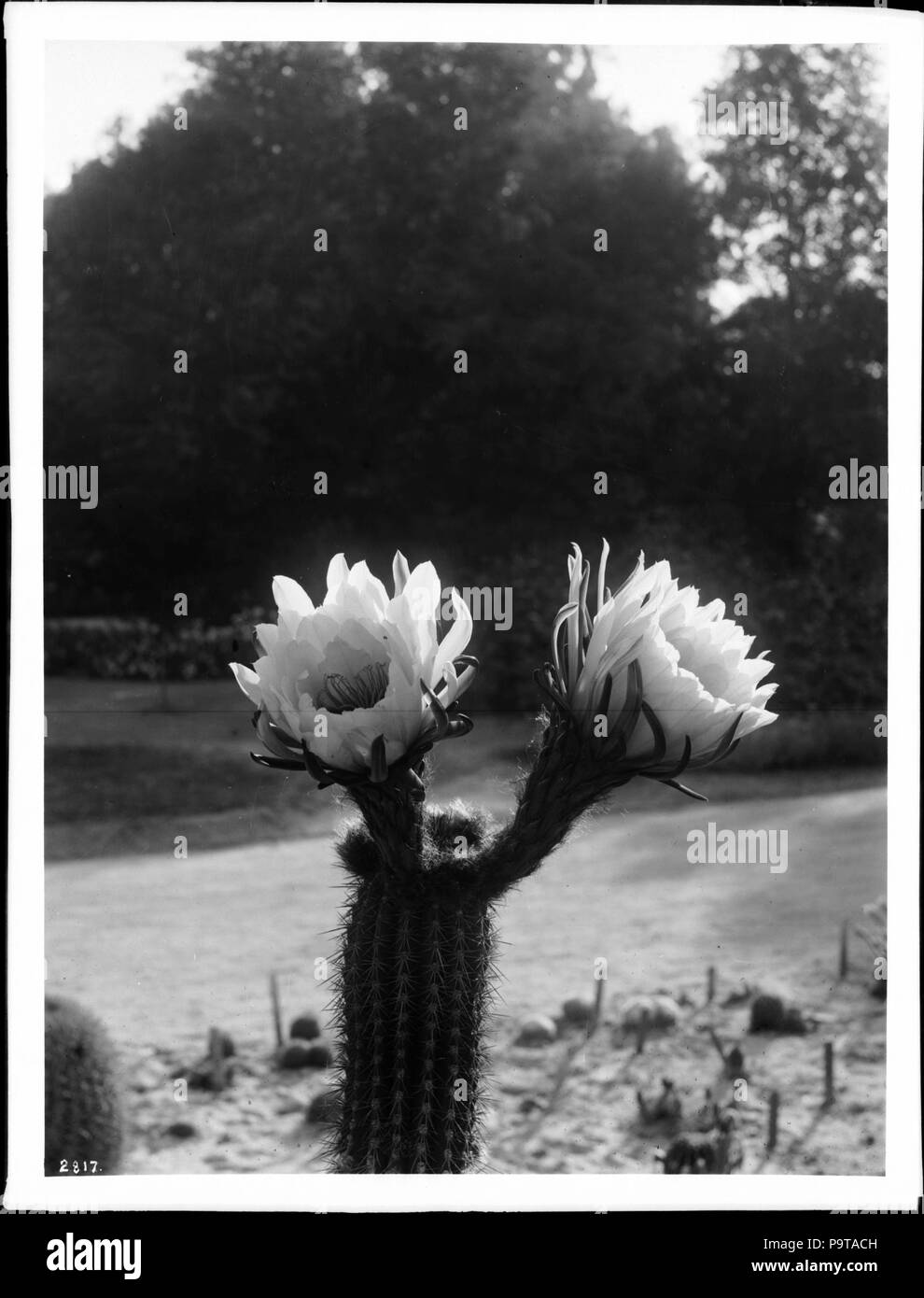 . Anglais : fleurs de cactus, Riverside Park, ca.1920 Photographie d'un close-up d'un cactus aiguilles avec deux grandes fleurs dans le parc Riverside, ca.1920. Photographié à l'extérieur, une partie du terrain et un arbre dans l'arrière-plan sont visibles (floue). Numéro d'appel : SHC-2817 Nom du fichier : COUVERTURE DU SHC-2817 Date : vers 1920 Partie de Collection : Collection de la Société historique de Californie, 1860-1960 Format : négatifs sur plaque de verre Type : Partie d'images sous-collection : Titre de l'assurance et la confiance, et C.C. Pierce Collection de photographies, 1860-1960 Nom du référentiel : Collections spéciales des bibliothèques de l'USC nu Adhésion Banque D'Images