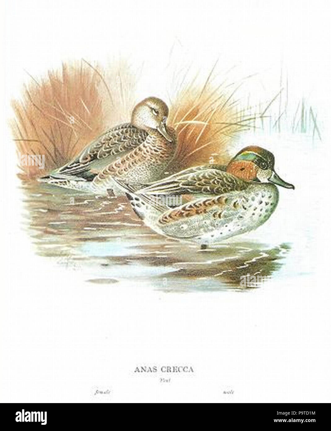 337 Canard Couleur Dimensions Banque D'Images