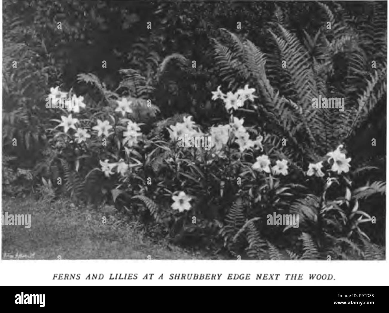 338 La couleur dans le jardin de fleurs74 Banque D'Images