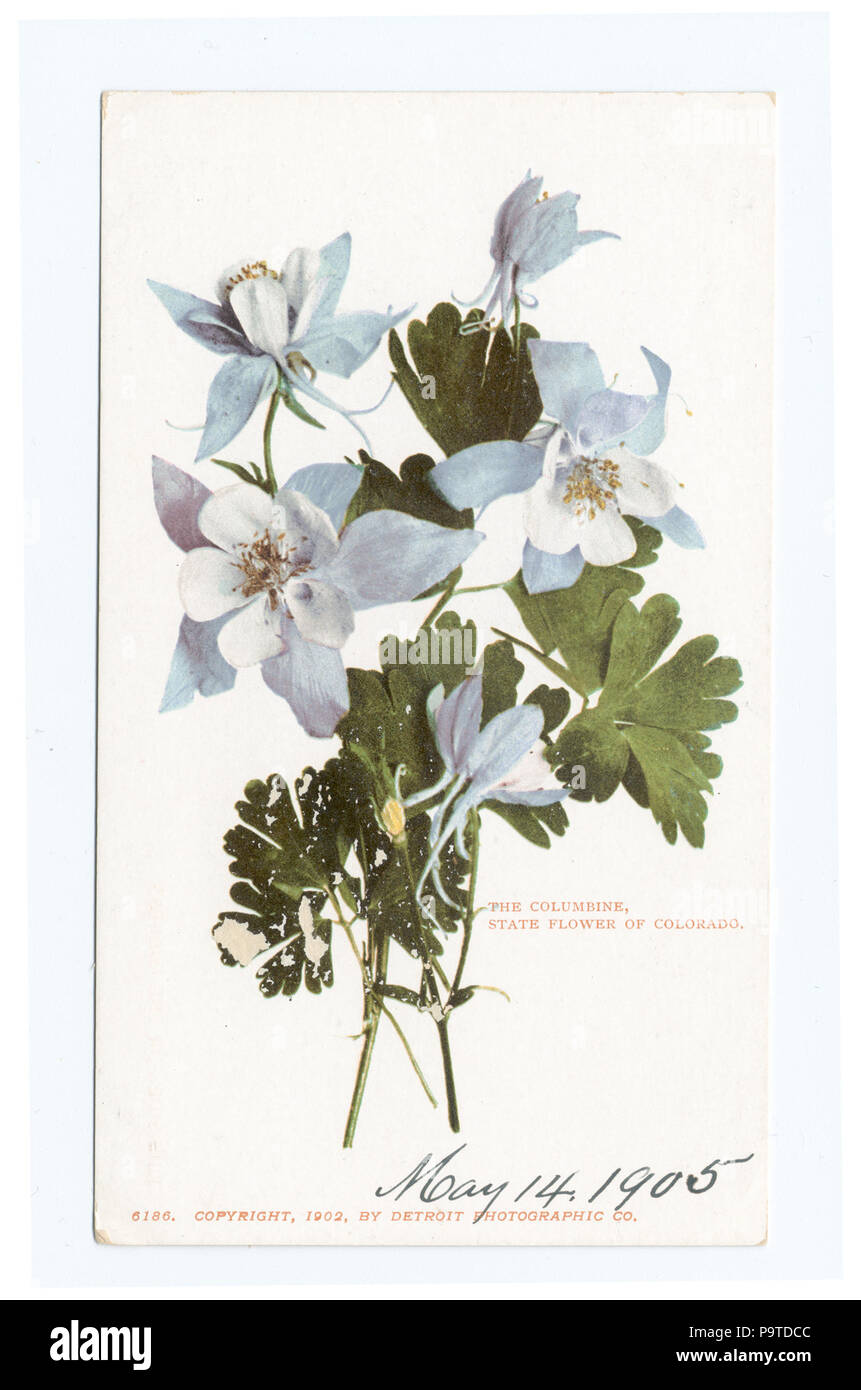 338 l'État l'ancolie, fleur, Colorado (NYPL b12647398-62875) Banque D'Images