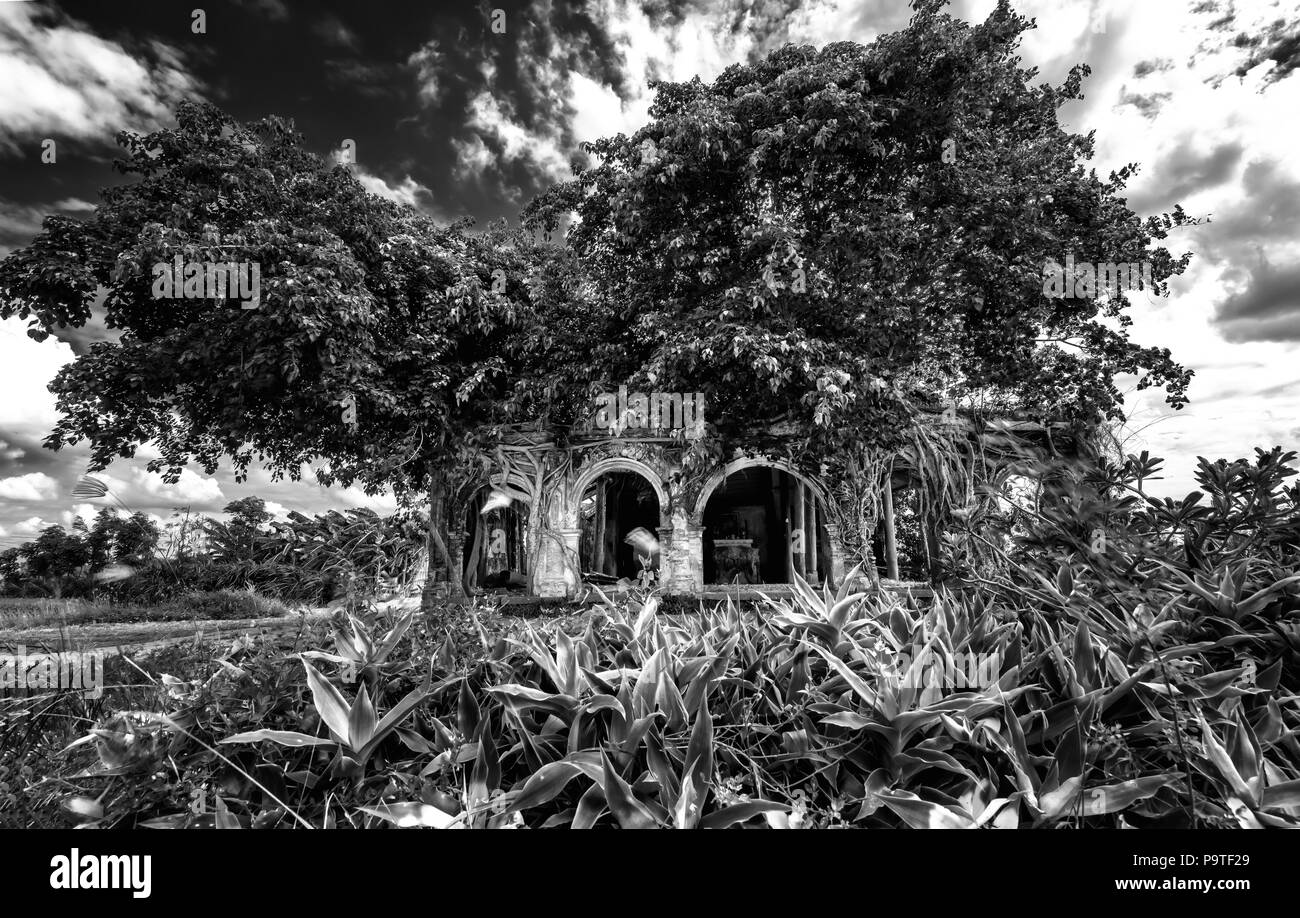 Un ancien temple plein de racines coller Bodhi résister au fil du temps. Le temple est désert mais attire les gens à prendre des photos Banque D'Images