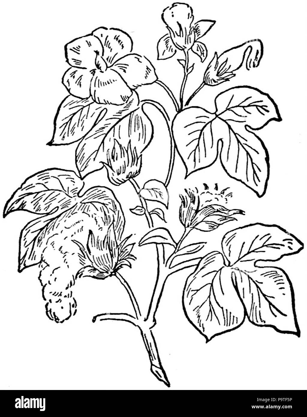 335 Collier's 1921 - usine de coton Banque D'Images