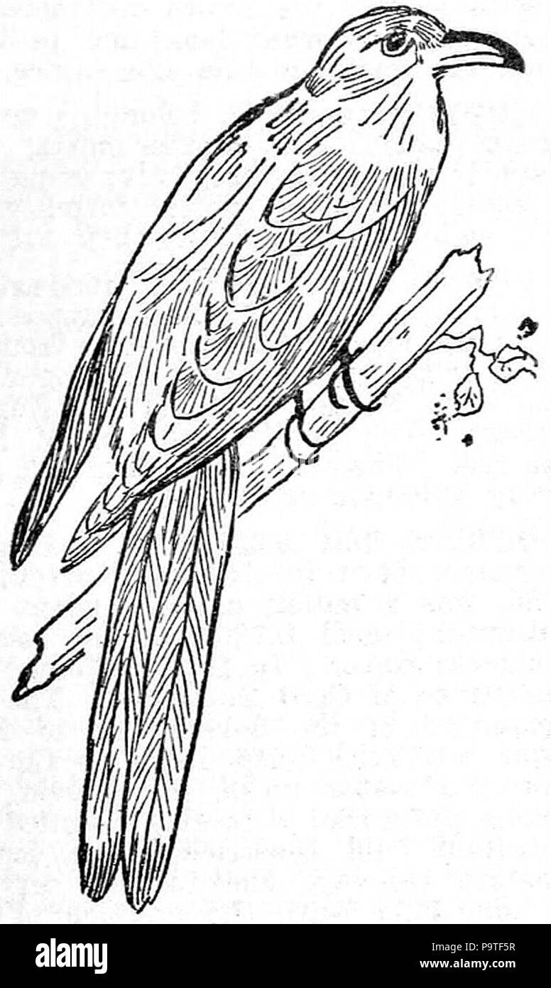 . Anglais : Dessin de cuckoo. publié 1921 335 Collier's 1921 Cuckoo Banque D'Images