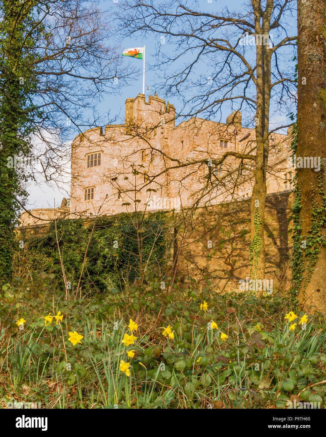 St David's Day Banque D'Images