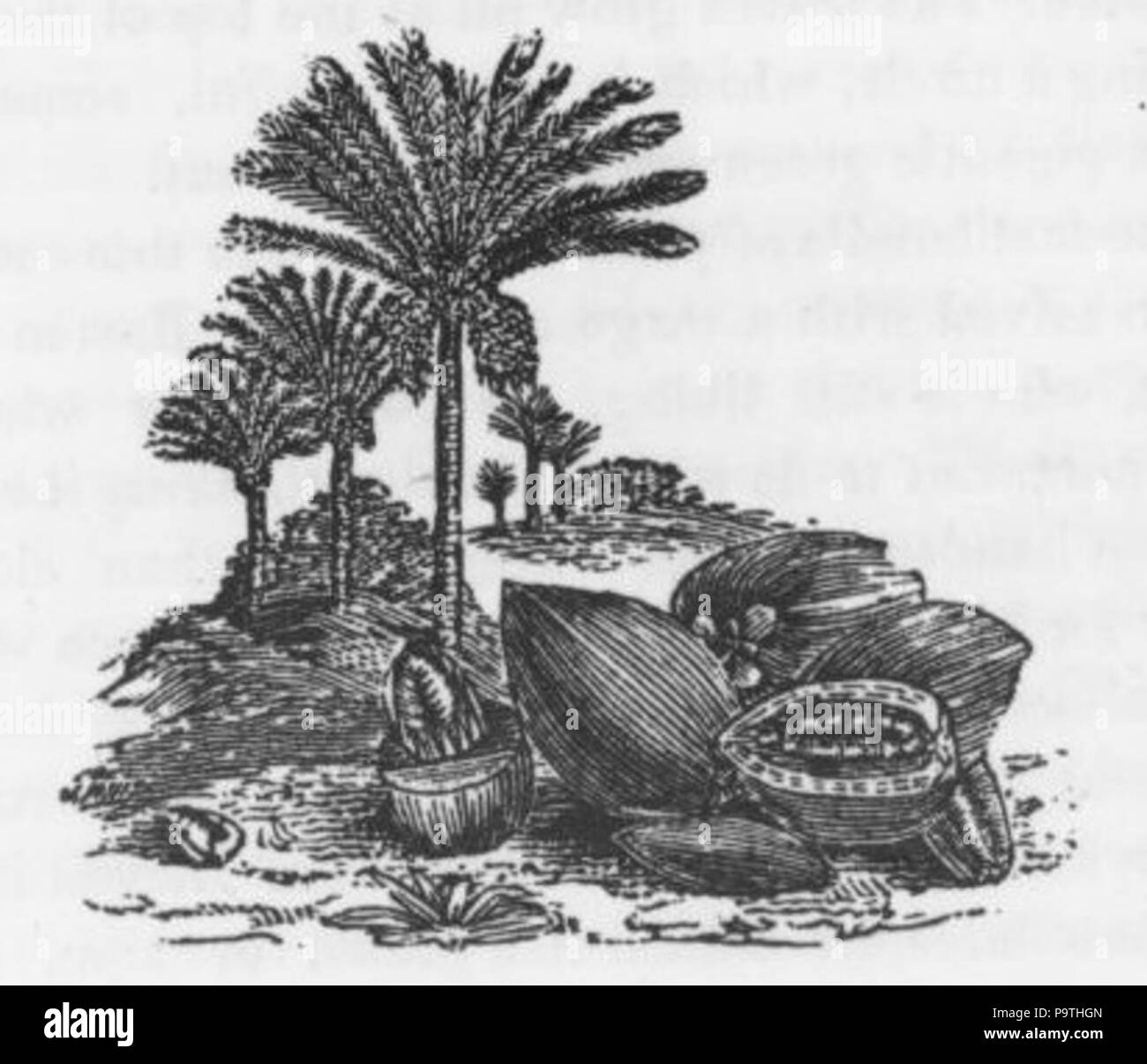 Date Palm 373 Dimensions Banque D'Images