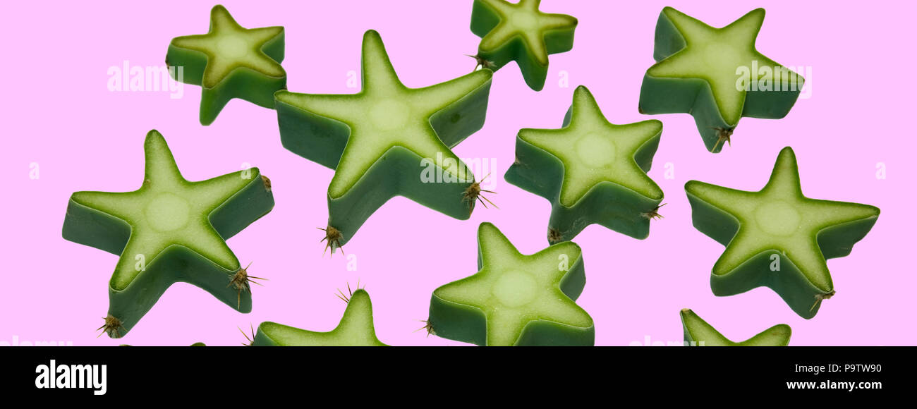 Cactus Design de mode. Des couleurs vives à la mode. Ambiance néon vert sur fond rose Banque D'Images