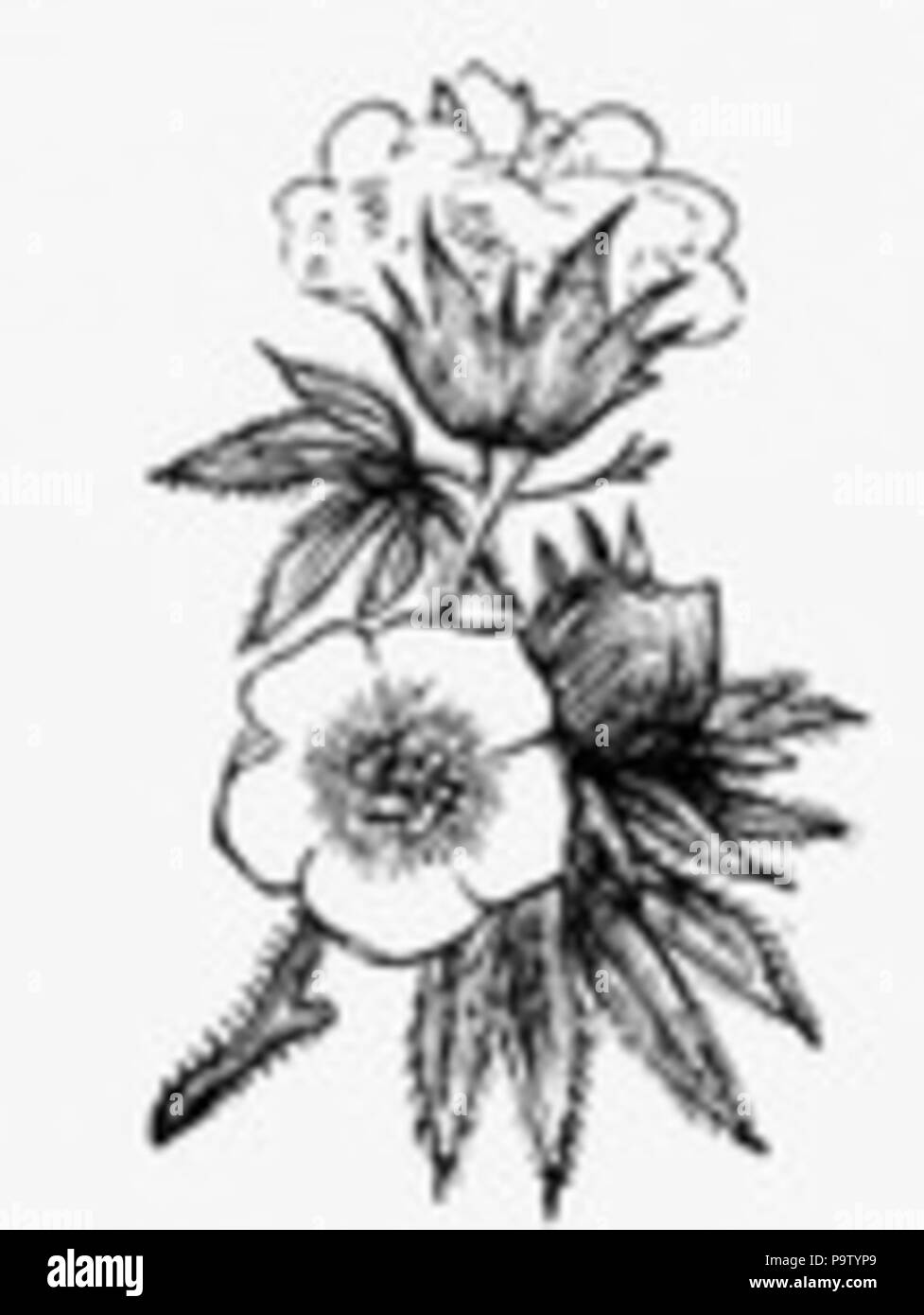 352 Boll et dessin de fleurs de coton Banque D'Images