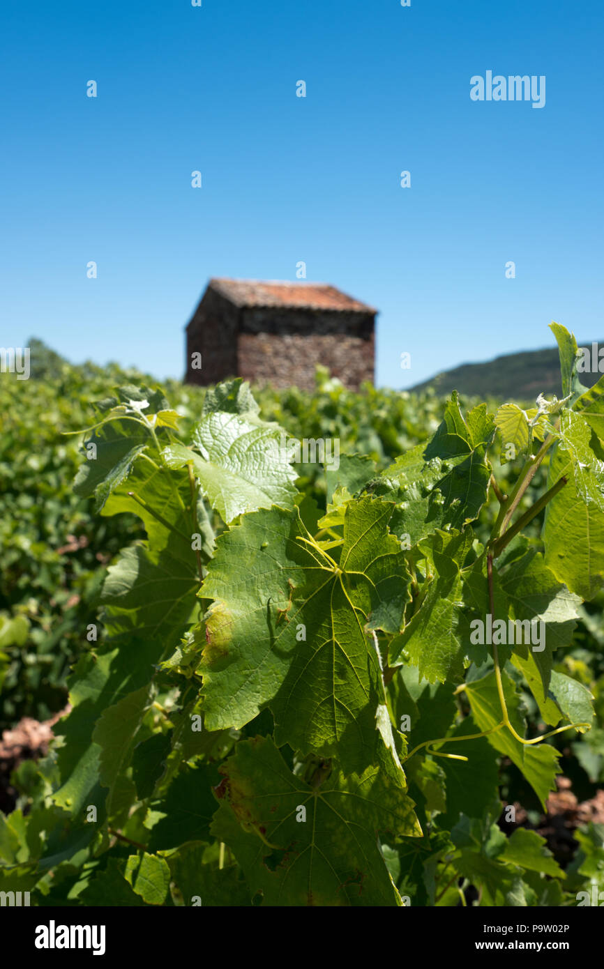 Un petit bâtiment de ferme en pierre se dresse parmi les vignes florissantes, en premier plan l'accent pointu, dans un vignoble près de Pic St Loup, Languedoc Banque D'Images