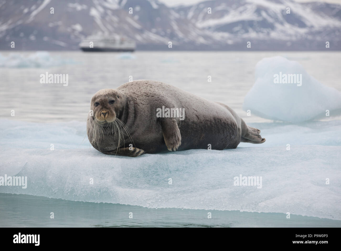 Le phoque barbu (Erignathus barbatus) sur la banquise au Svalbard avec une expédition croisière dans l'arrière-plan Banque D'Images