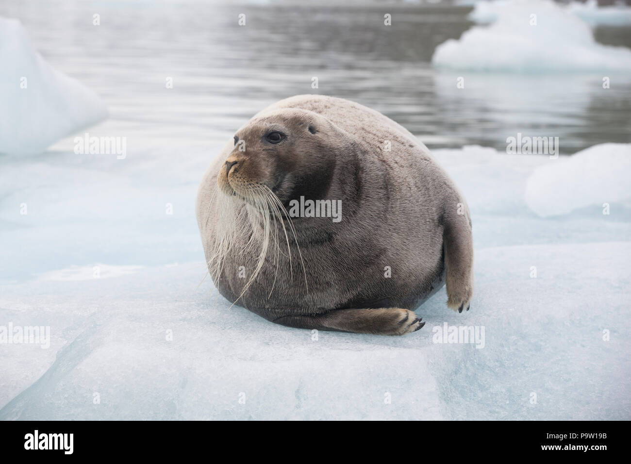 Le phoque barbu (Erignathus barbatus) sur la banquise au Svalbard Banque D'Images