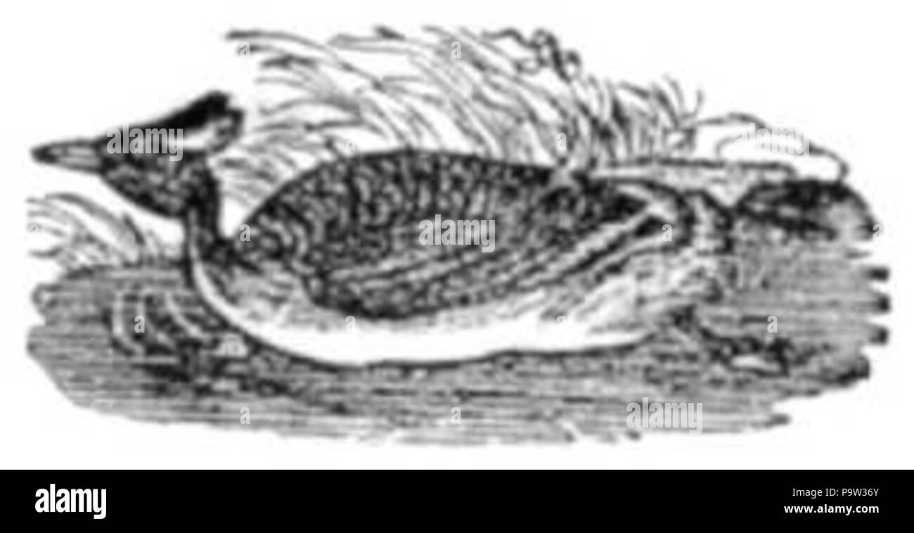 364 Dabchick en noir et blanc Banque D'Images