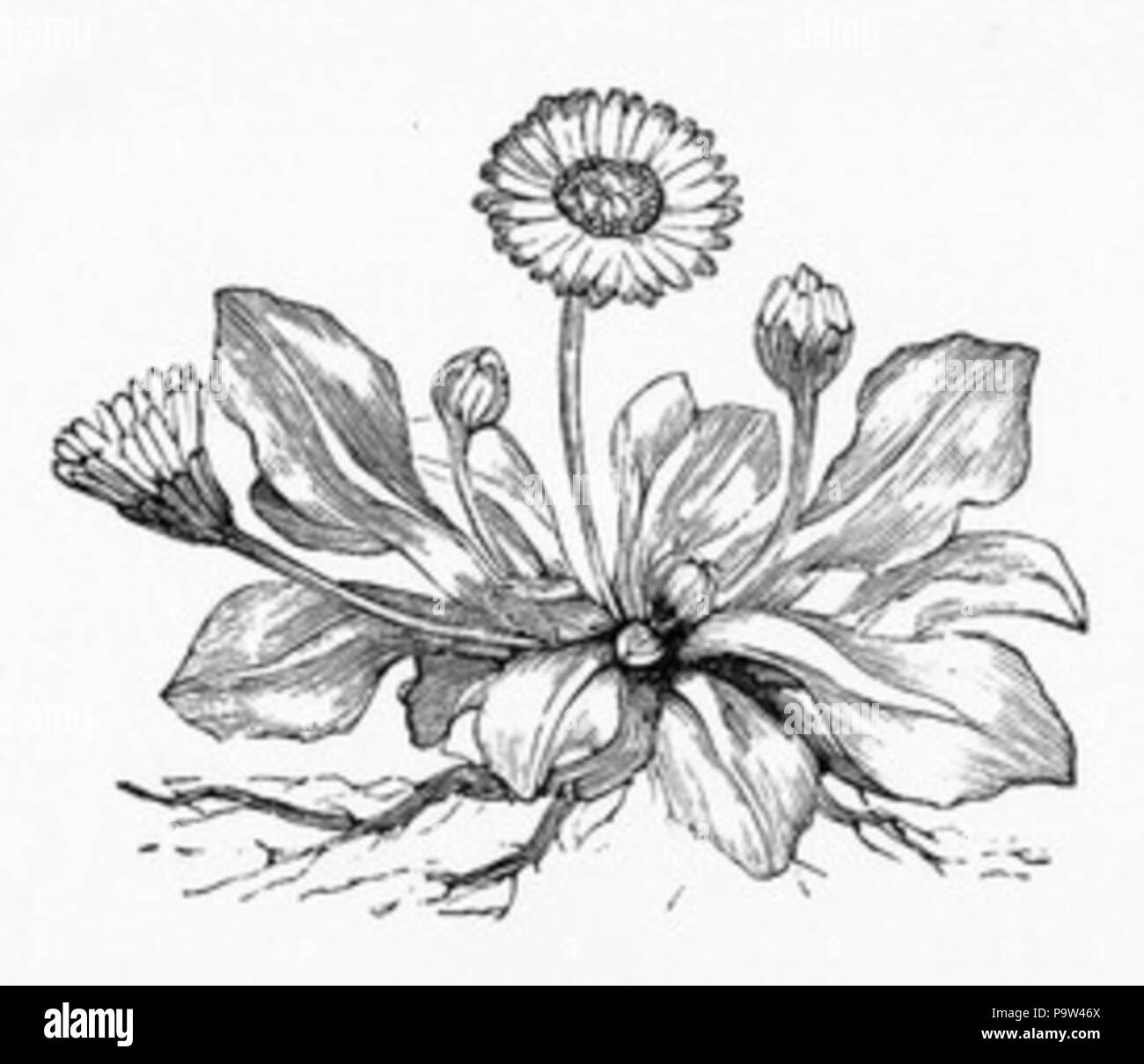 370 Dessin Pissenlit Banque D'Images