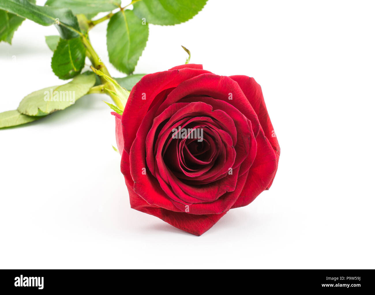 Rose rouge isolé sur fond blanc l'un des Banque D'Images