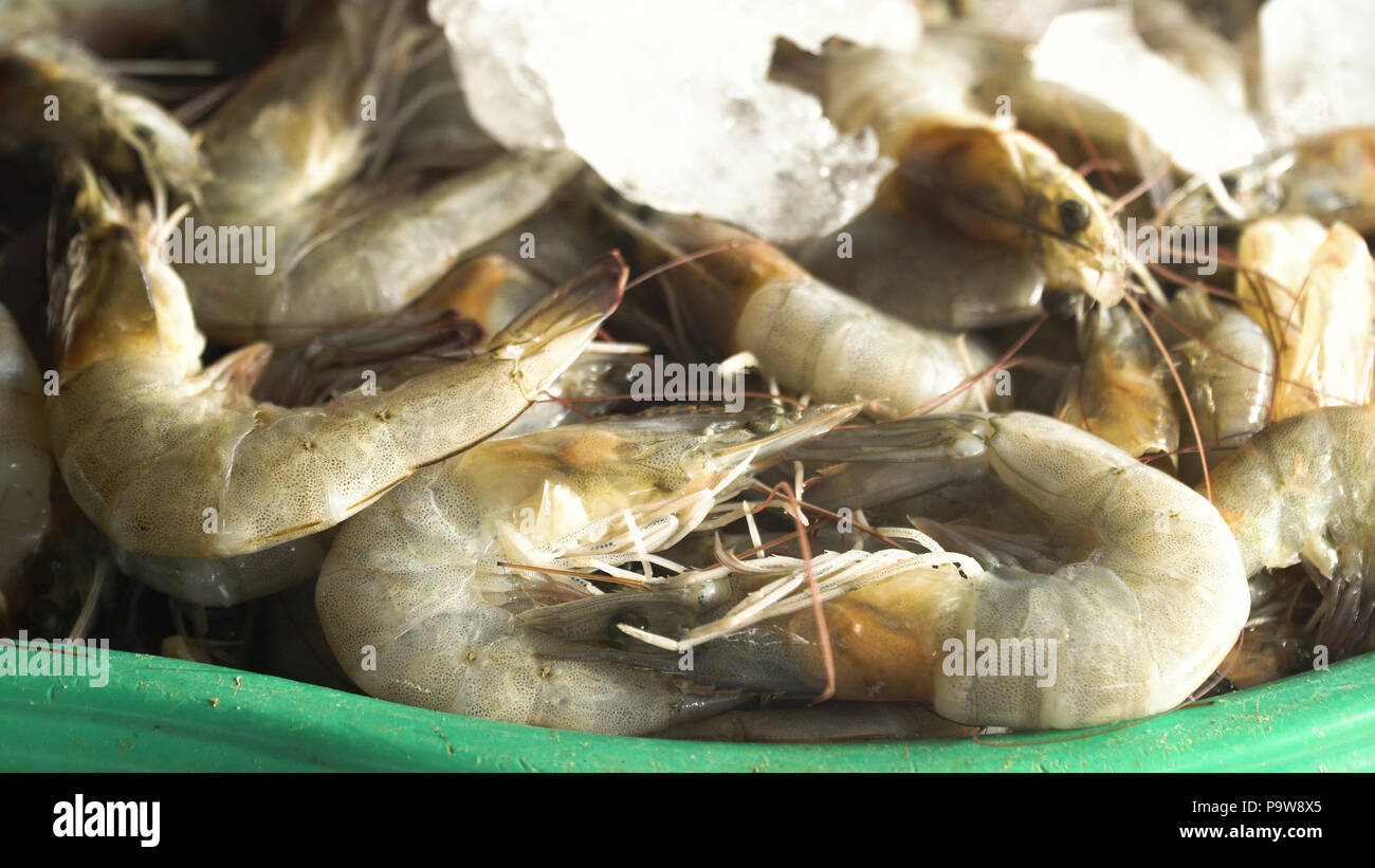 La crevette sur la glace sur le comptoir de l'Asian street market. Crevettes fraîchement pêchés ou Parapenaeus longirostris sur le comptoir avec de la glace à la poissonnerie. Les crevettes crues dans le poisson shop pour la vente. Aux Philippines. Banque D'Images
