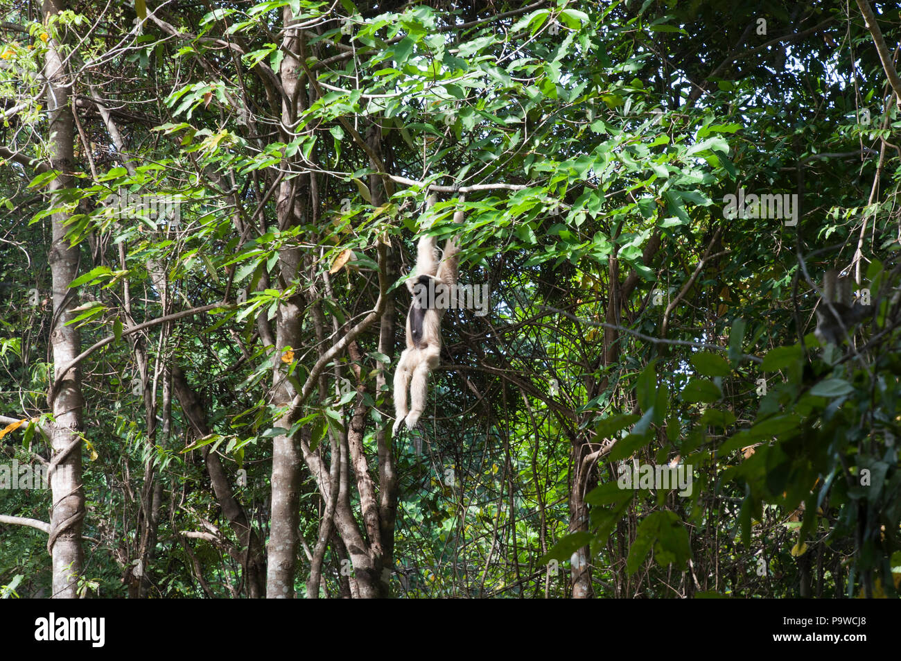 Siem reap Cambodge, femme grand gibbon se balancer sur une branche d'arbre en forêt Banque D'Images