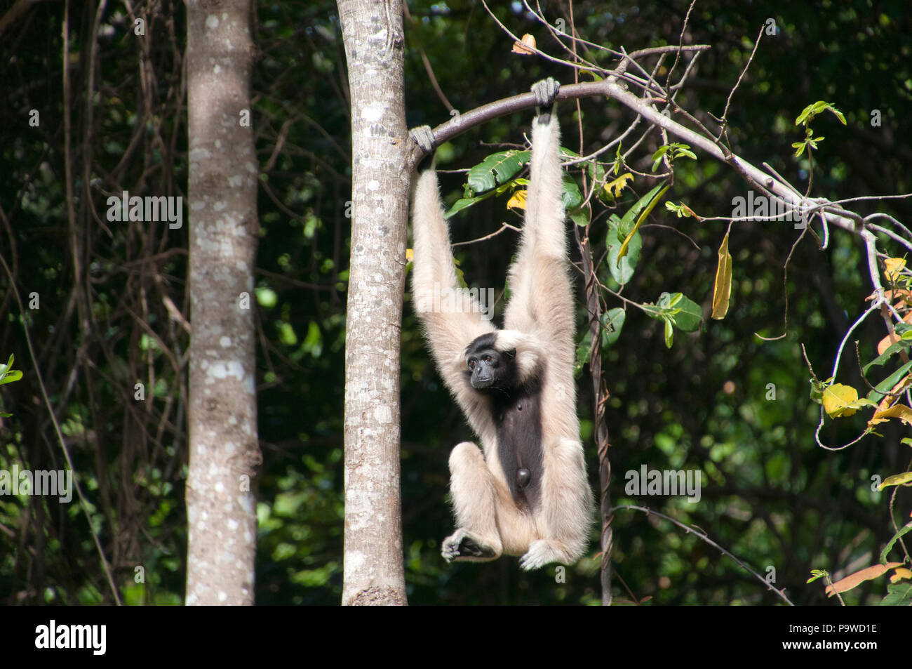 Siem reap Cambodge, femme grand gibbon se balancer sur une branche d'arbre Banque D'Images