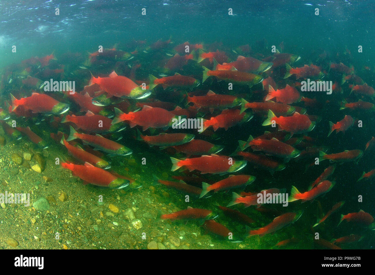 Fish Pods Banque D Image Et Photos Alamy