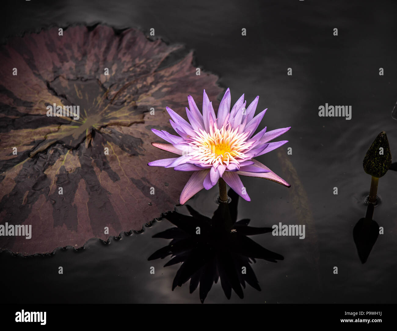 Lotus, nénuphar Banque D'Images