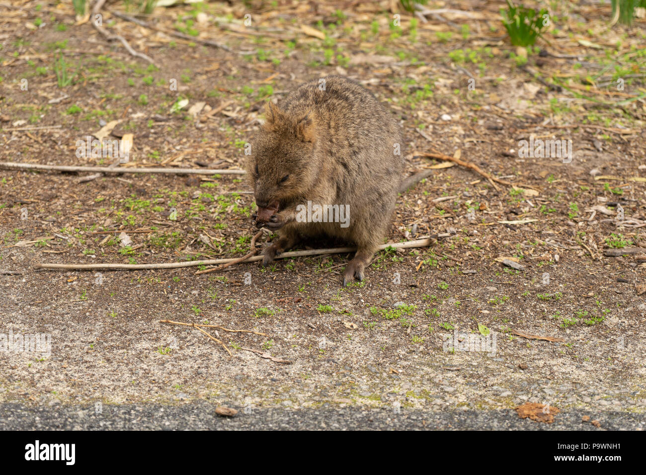 La Native Quokka Chrysocyon brachyurus) (sur l'île Rottnest, Perth, Australie Banque D'Images