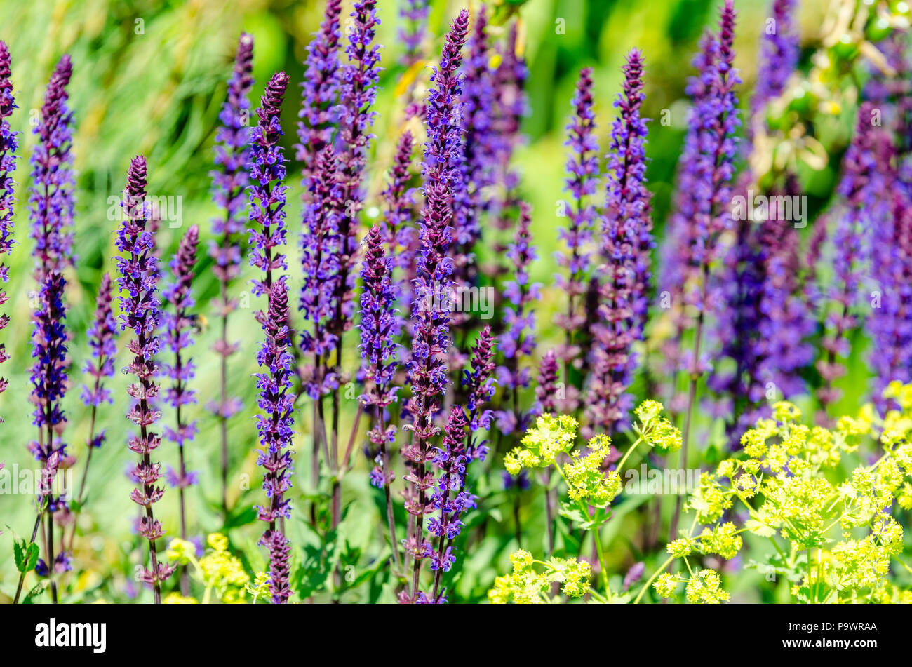 Fleurs de lavande (Lavandula) fleurs de près. Jardin, lavande champ de lavande Banque D'Images