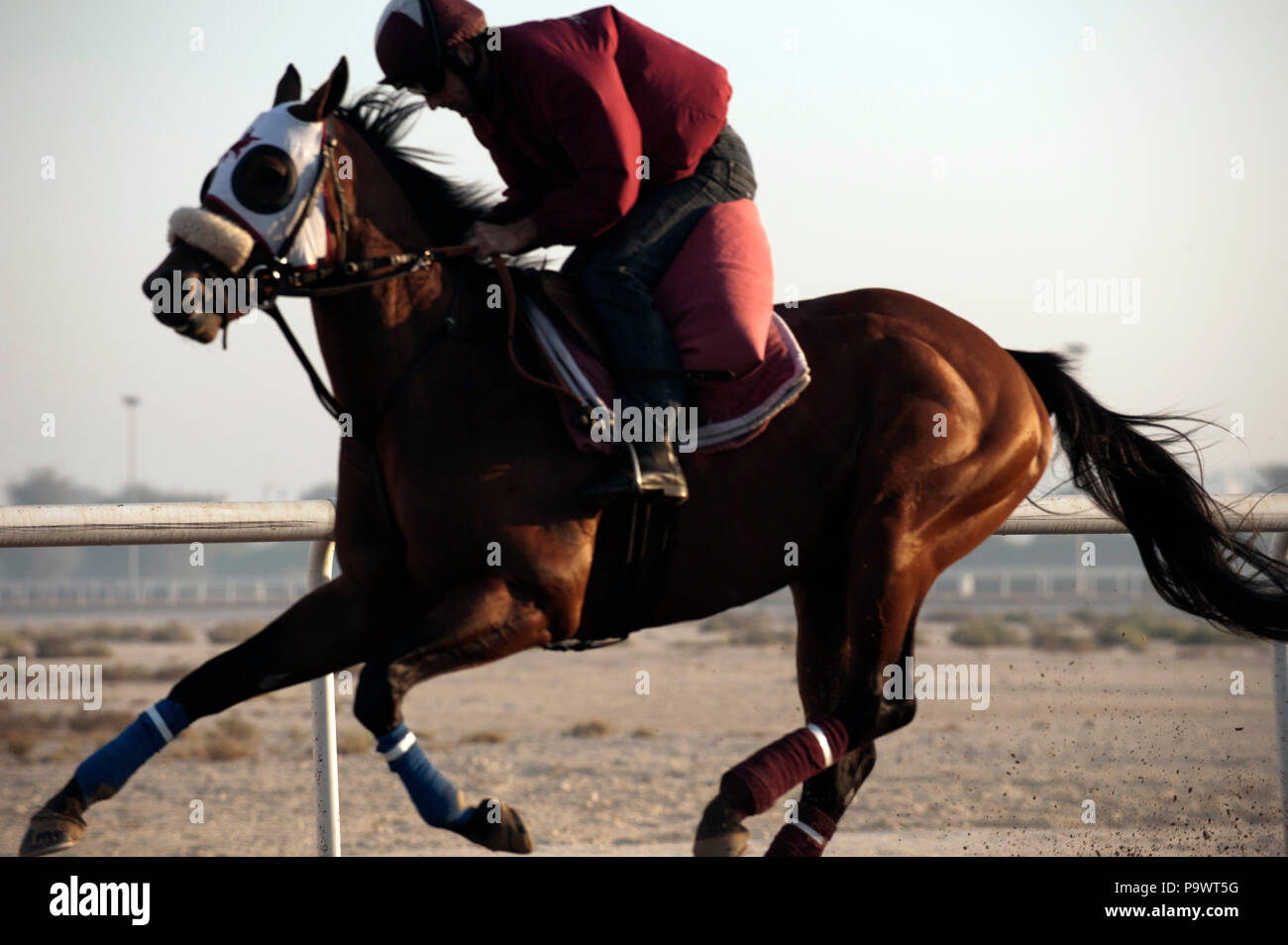 Profil d'un cheval à l'aube de la formation à Dubaï. Banque D'Images