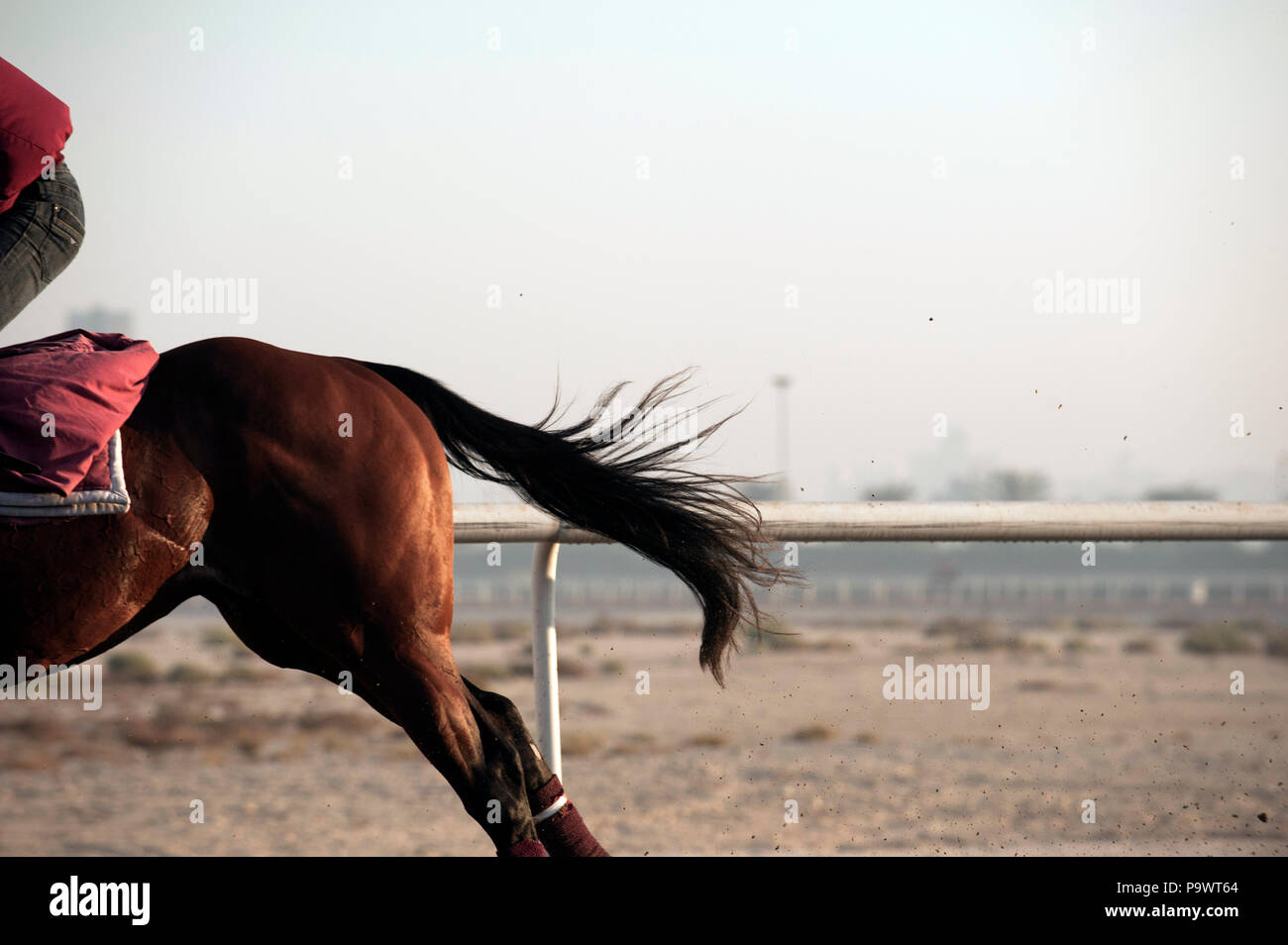 Arrière-train d'un cheval de la formation à l'aube. Banque D'Images
