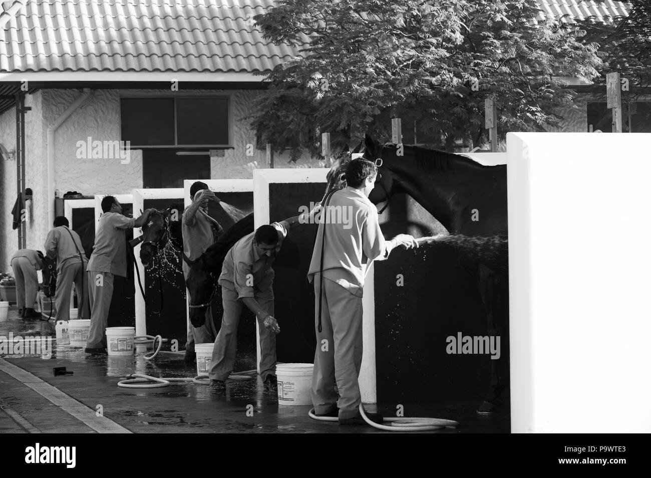La queue des chevaux d'être lavées après l'entraînement du matin par les palefreniers indiennes dans un chantier de Dubaï. Banque D'Images