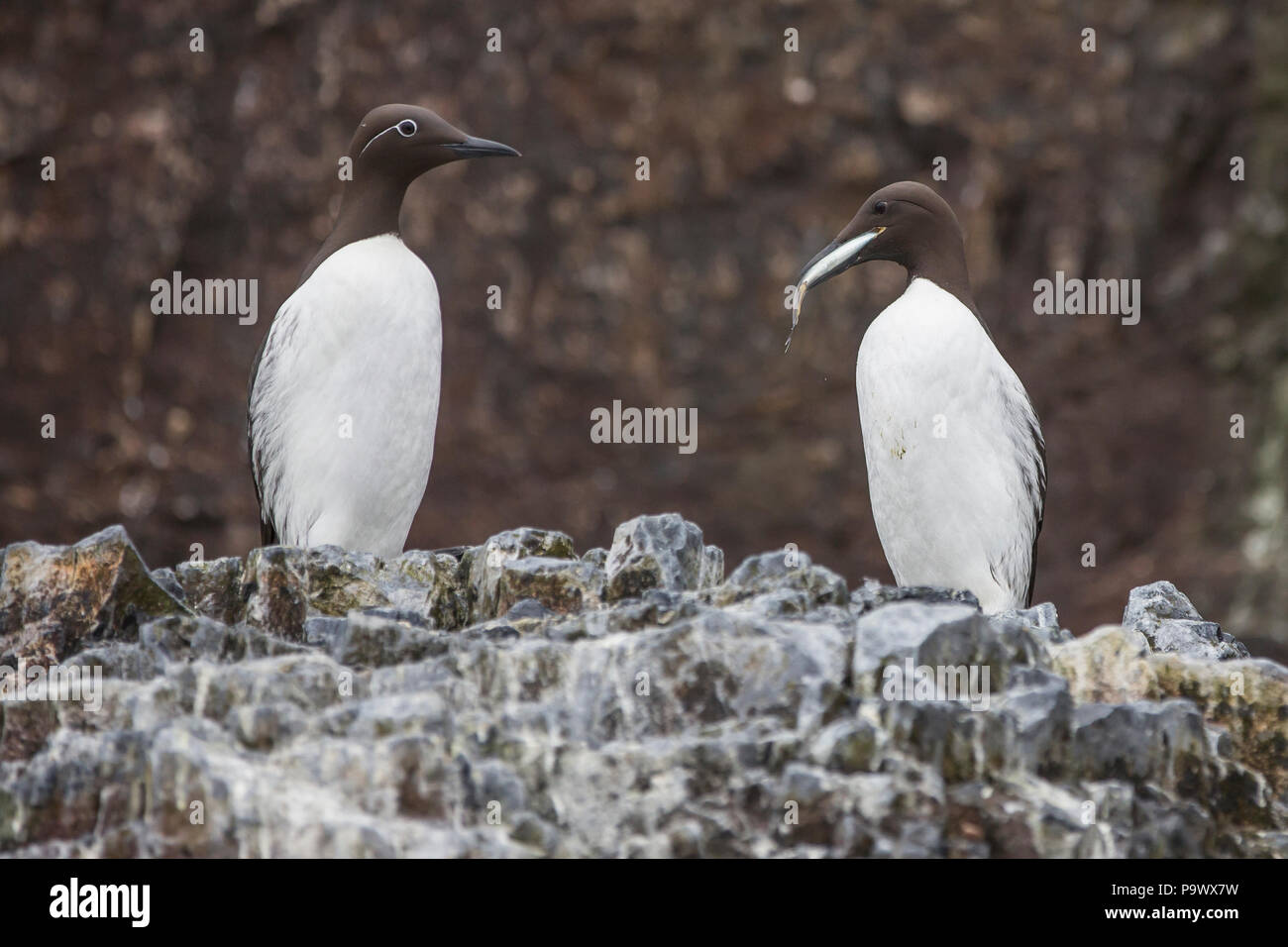 Les guillemots, Bear Island Banque D'Images