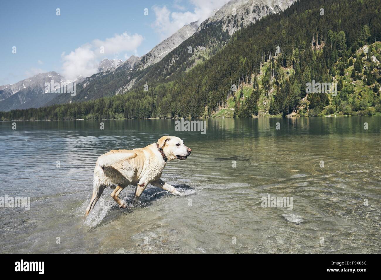 Chien dans les montagnes. Heureux labrador retriever exécutant dans le lac. Alpes, Italie Banque D'Images