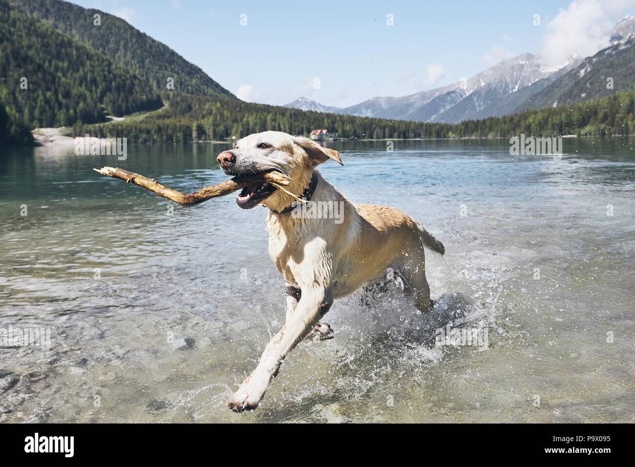 Chien avec stick dans les montagnes. Heureux labrador retriever exécutant dans le lac. Alpes, Italie Banque D'Images