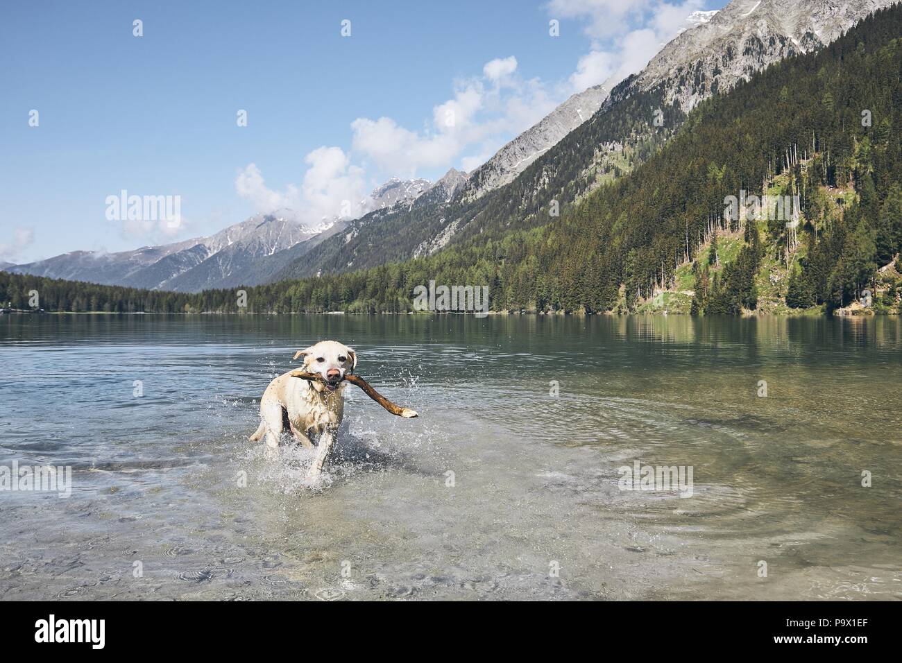 Chien avec stick en montagnes lac. Heureux labrador retriever exécutant dans le lac. Alpes, Italie Banque D'Images