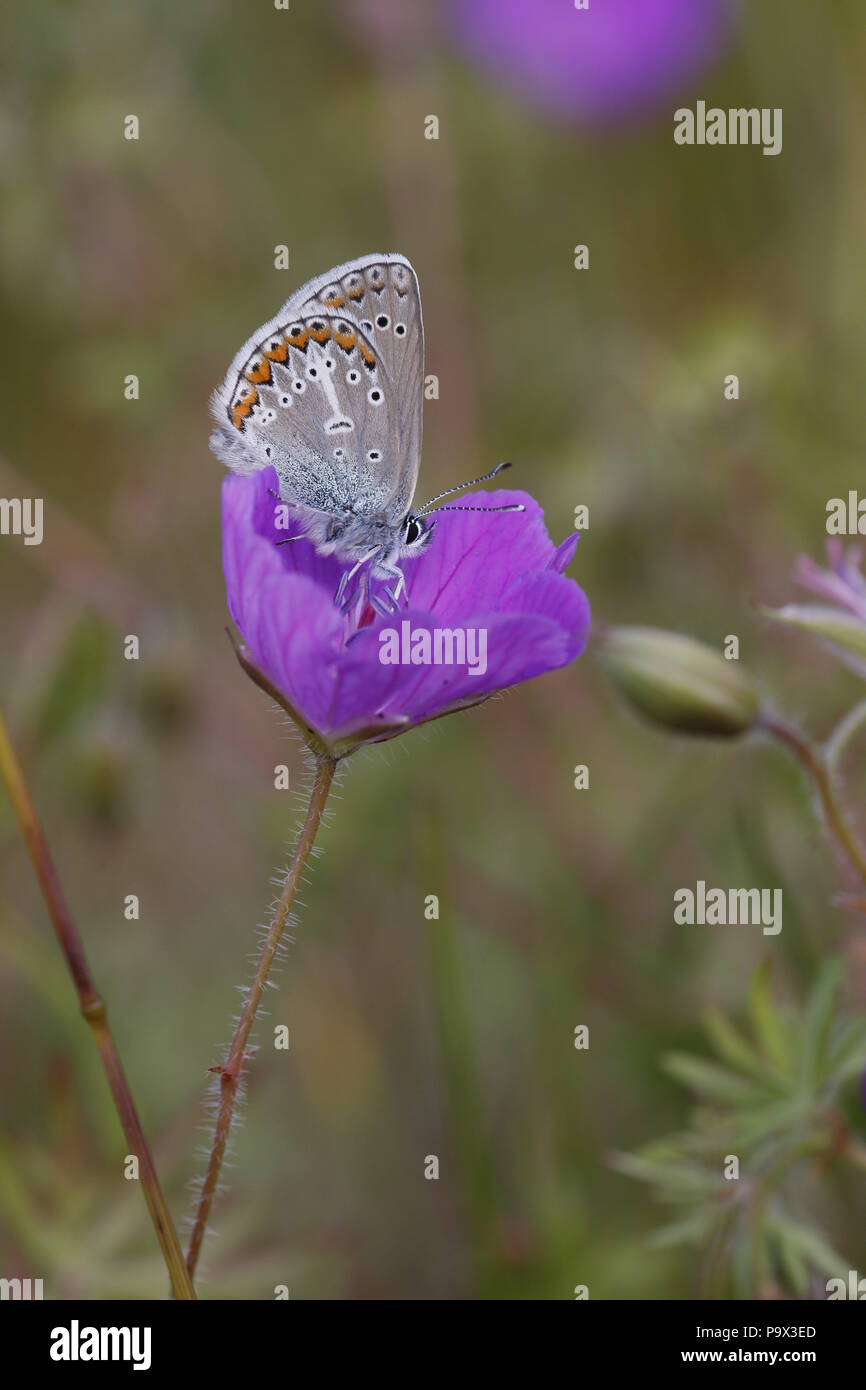 Géranium Argus, Eumedonia eumedon, dessous Banque D'Images