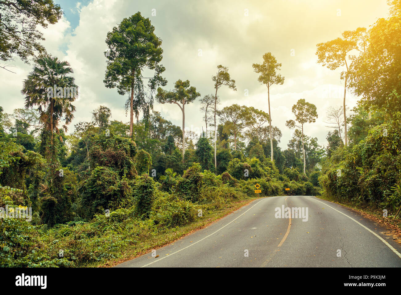 Traversée de la route et la jungle Parc national Khao Yai. La Thaïlande. Banque D'Images