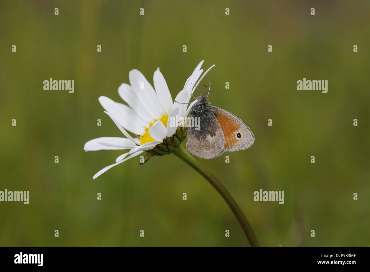 Coenonympha pamphilus, Small Heath, sous capitule. Banque D'Images