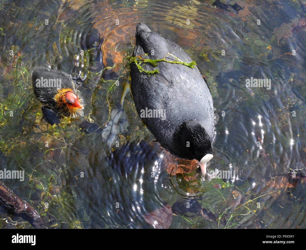 Foulques d'Eurasie (Fulica atra) dans l'ouest de lac de plaisance, Victoria Park, London, UK. Banque D'Images