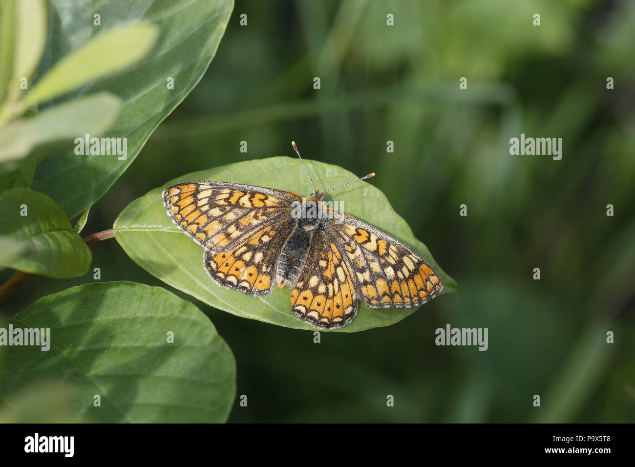 Marsh Fritillary, Euphydryas aurinia, femme Banque D'Images