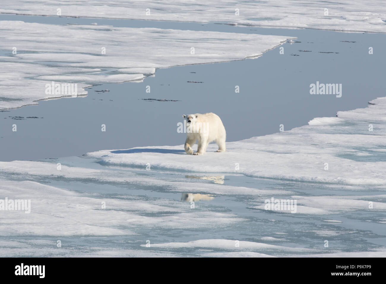 L'ours polaire sur la marche de l'océan Arctique gelé près de Svalbard Banque D'Images