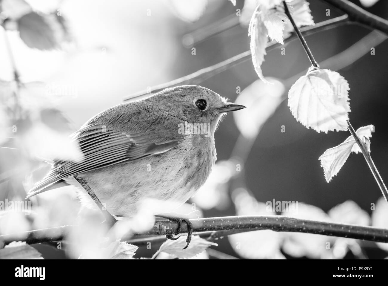 Un petit oiseau pose dans le nord de l'Angleterre. La région de Cumbria. Banque D'Images