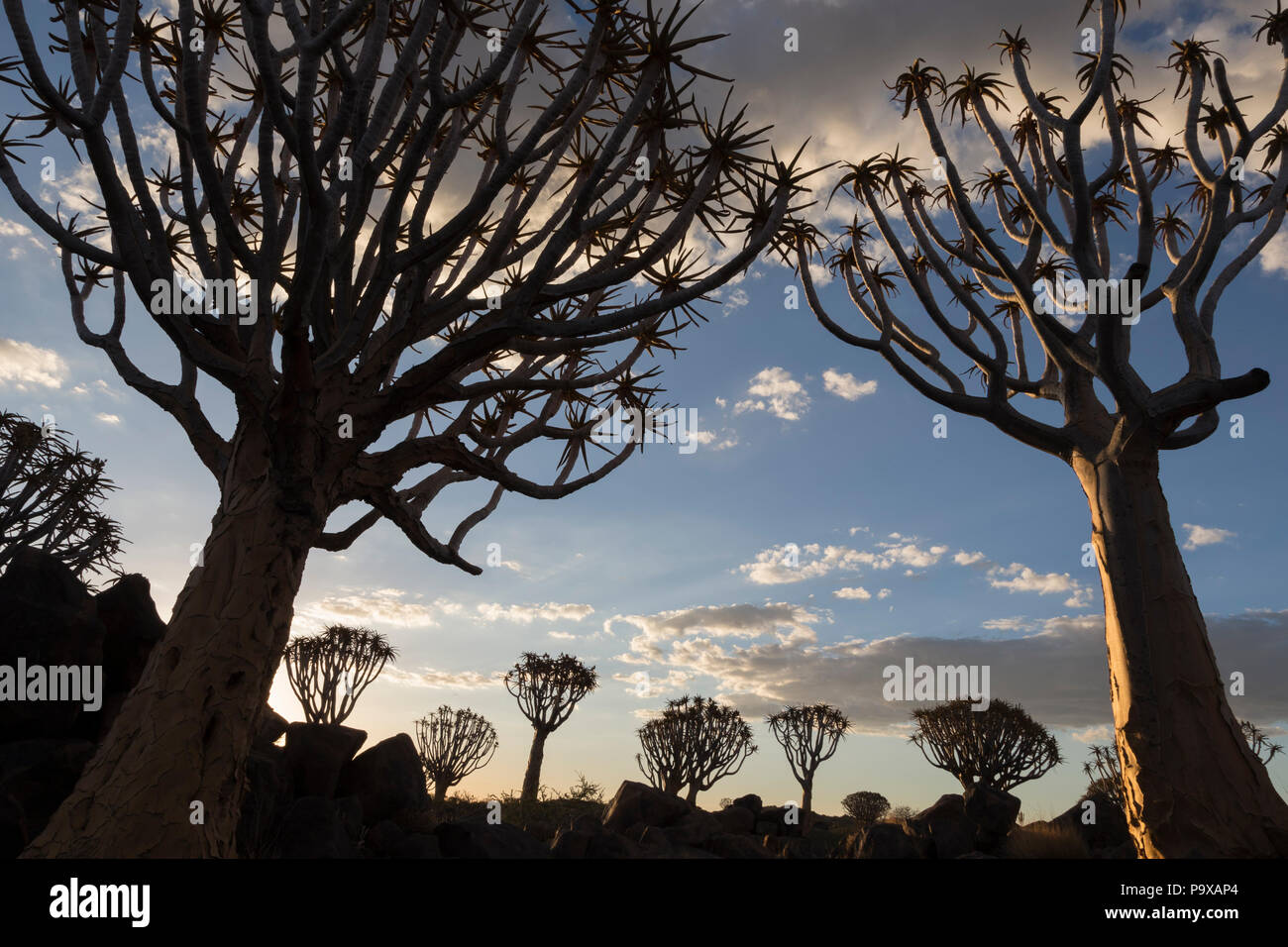 Arbres carquois kokerboom (au crépuscule) (Aloidendron dichotomum, anciennement l'Aloe dichotoma), forêt Quiver Tree, Keetmanshoop, Namibie Banque D'Images